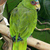 White-fronted Parrot